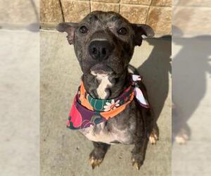 American Pit Bull Terrier-Unknown Mix Dogs for adoption in Tulsa, OK, USA