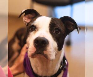 Medium Photo #1 American Staffordshire Terrier-Unknown Mix Puppy For Sale in San Antonio, TX, USA