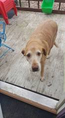 Labrador Retriever Dogs for adoption in DeRidder, LA, USA