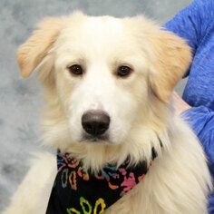 Golden Pyrenees Dogs for adoption in Garfield Heights, OH, USA