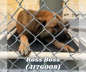 Anatolian Shepherd Dogs for adoption in Tulsa, OK, USA