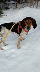 Bluetick Coonhound Dogs for adoption in Springville, NY, USA