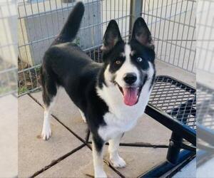 Siberian Husky Dogs for adoption in Pleasant Hill, CA, USA