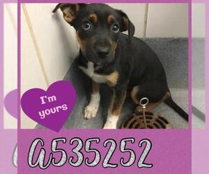 Rottweiler-American Pit Bull Terrier Dogs for adoption in San Antonio, TX, USA