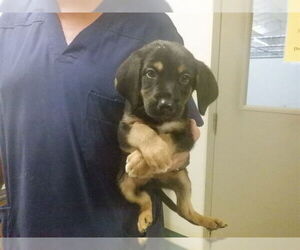 Mutt Dogs for adoption in Oroville, CA, USA