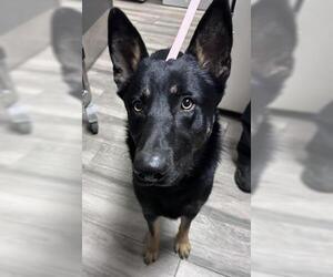 German Shepherd Dog-Unknown Mix Dogs for adoption in Redlands, CA, USA