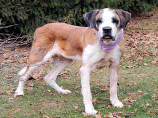 Saint Bernard Dogs for adoption in Westminster, MD, USA