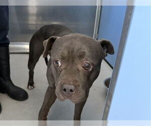 American Pit Bull Terrier Dogs for adoption in San Bernardino, CA, USA