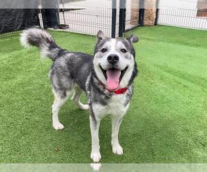 Siberian Husky Dogs for adoption in Orange, CA, USA