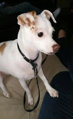 Medium Photo #1 Jack-Rat Terrier Puppy For Sale in Pawtucket, RI, USA