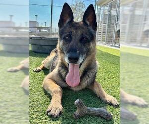 German Shepherd Dog-Unknown Mix Dogs for adoption in Lathrop, CA, USA