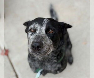 Mutt Dogs for adoption in Tulsa, OK, USA