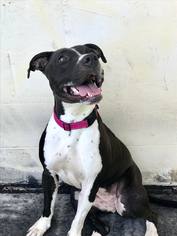 American Pit Bull Terrier Dogs for adoption in Hanover, PA, USA