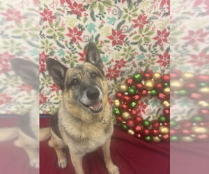 German Shepherd Dog Dogs for adoption in Santa Maria, CA, USA