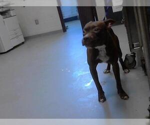 American Pit Bull Terrier Dogs for adoption in Fayetteville, NC, USA