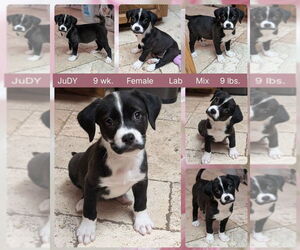 Labrador Retriever Dogs for adoption in Mesa, AZ, USA