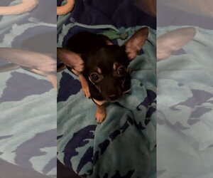 Chihuahua Dogs for adoption in Pottstown, PA, USA