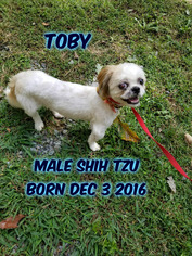 Shih Tzu Dogs for adoption in Huddleston, VA, USA