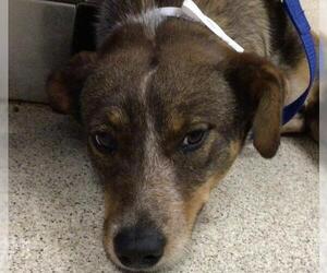 Australian Cattle Dog-Unknown Mix Dogs for adoption in Riverside, CA, USA