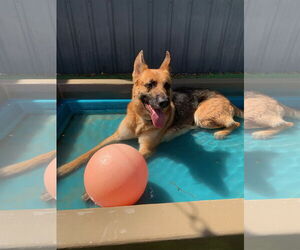 German Shepherd Dog Dogs for adoption in Coralville, IA, USA