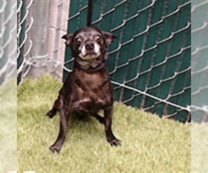 Chihuahua Dogs for adoption in Downey, CA, USA