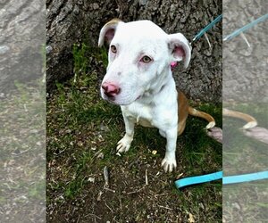 Small Dogo Argentino Mix