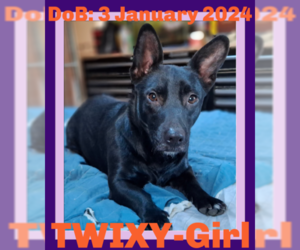 Chiweenie Dogs for adoption in Sebec, ME, USA