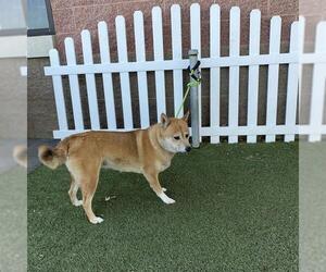 Shiba Inu-Unknown Mix Dogs for adoption in Modesto, CA, USA
