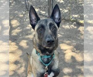 Mutt Dogs for adoption in Santa Barbara, CA, USA