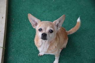 Chihuahua Dogs for adoption in Athens, AL, USA