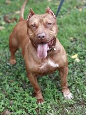 American Pit Bull Terrier-Unknown Mix Dogs for adoption in Runnemede, NJ, USA