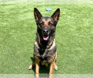 German Shepherd Dog Dogs for adoption in Orange, CA, USA