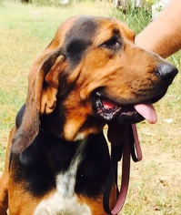 Bloodhound Dogs for adoption in Waldron, AR, USA
