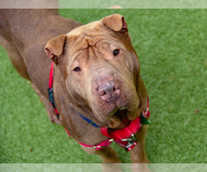Chinese Shar-Pei Dogs for adoption in Boston, MA, USA