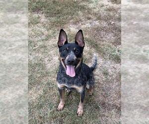 Mutt Dogs for adoption in Lee's Summit, MO, USA