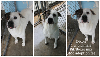 Bullboxer Pit Dogs for adoption in Jefferson City, TN, USA
