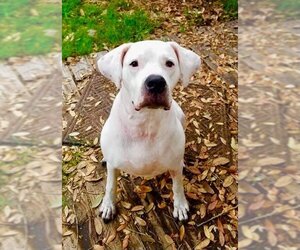 Dogo Argentino-Unknown Mix Dogs for adoption in Thonotosassa, FL, USA