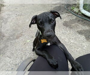 American Pit Bull Terrier Dogs for adoption in Minneapolis, MN, USA