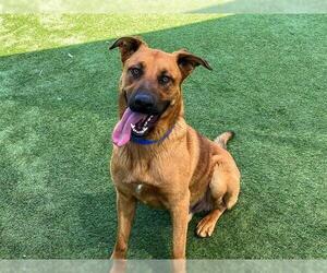 German Shepherd Dog-Unknown Mix Dogs for adoption in Orange, CA, USA