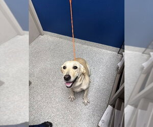 Labrador Retriever-Unknown Mix Dogs for adoption in Pasadena, TX, USA