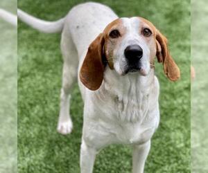 American Foxhound Dogs for adoption in Edmond, OK, USA
