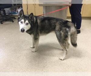Siberian Husky Dogs for adoption in Riverside, CA, USA