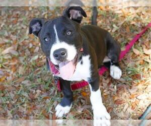 Labrador Retriever-Unknown Mix Dogs for adoption in Tallahassee, FL, USA