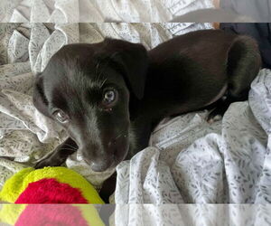 Labrador Retriever-Unknown Mix Dogs for adoption in Minneapolis, MN, USA
