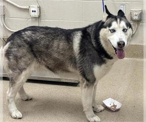 Siberian Husky-Unknown Mix Dogs for adoption in Grand Prairie, TX, USA