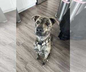 Dutch Shepherd -Unknown Mix Dogs for adoption in pomfret, CT, USA