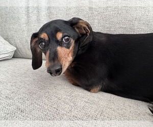 Dachshund Dogs for adoption in Fruitland, SC, USA