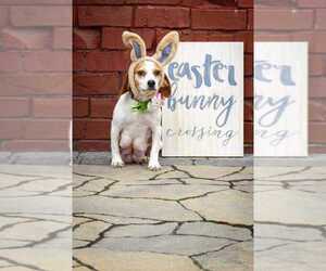 Beagle Dogs for adoption in CORNING, NY, USA