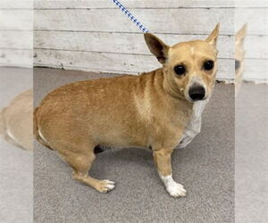 Chihuahua Dogs for adoption in San Bernardino, CA, USA