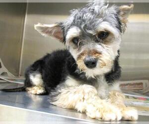 Mutt Dogs for adoption in Orange, CA, USA